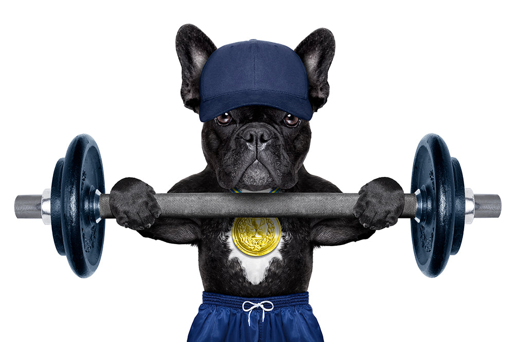 how to workout with your dog